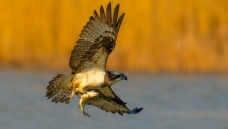 ���ض���