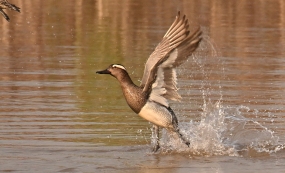 ���üѼ����������