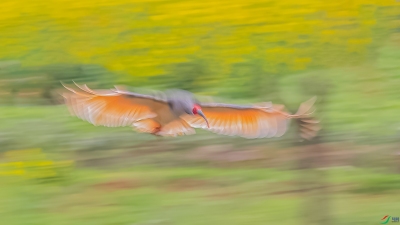 ������Ӱ