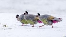 ѩ������