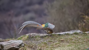 �׸�����