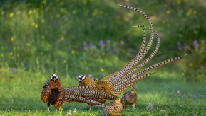 ɽҰ�Ļ�������