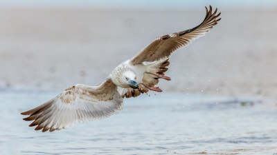 �����Ӻ�