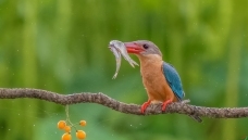 ��һ��˫��