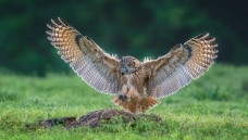 ����һ��