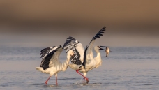 ����ͬ��