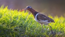 ����������¡�