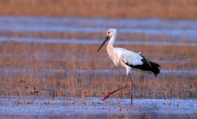 ��������9��