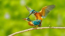 ���ⰻȻ��