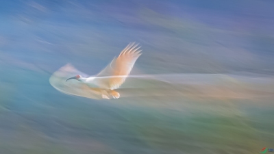 ��Ȼ����