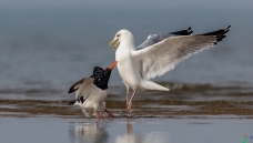 ����һ��������Ÿ������