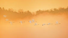 ����Խ������