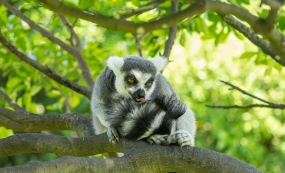 ��֦Ҷ�䲶׽�鶯������β������������