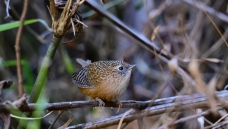 �߳�����