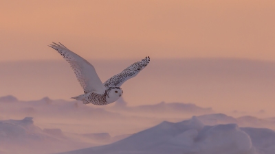 ��ѩ��������