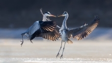 �Ծ���������