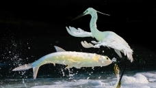 ��Ծ����