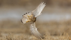 �ż���������