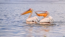 �����С��