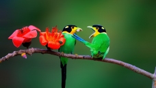 ��ʳ����