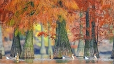 ��ɼ����ɫ