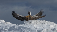 ���͵ĺ���