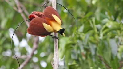 �߸������ϵĺ켫����