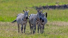 ���ǲ�ԭ�ϵİ���