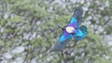 ��ɽ����