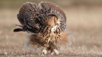 ���ͱ��˵�����