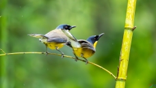 �������� C