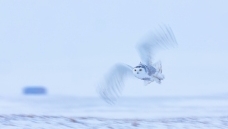 ѩ�^���ƣ�����ѩԭ���飡����