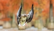 ��衾������ʦ����ҳ������