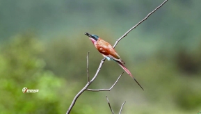 �������飬��������