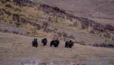 ����Ұ�ܳ�û��