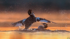 �Ӹ�����