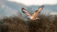 �ݴ�����\