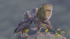 ���ǲ�������è�ϴ��ѵè�϶���è�϶�Ӳ��