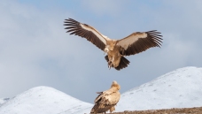 �Ӹ�����