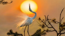 ӭ�ӵ�һ������