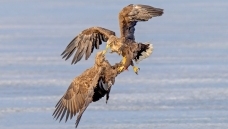 ˫������