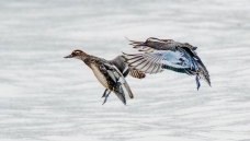 ��Ӱ����