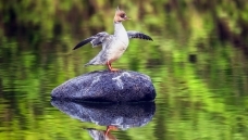 �岨����