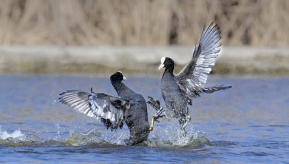 ���ճ��������׹Ƕ�