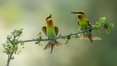 �����仢 B