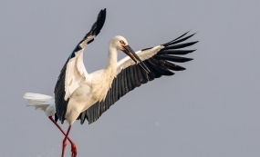 ۶�����İ�������--�������ٵ�����ʫƪ