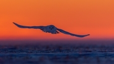 Ϧ���¡���ѩ�^