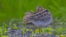 ����Ӱ����