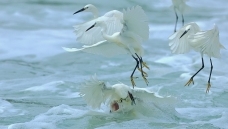 �����ȵ�
