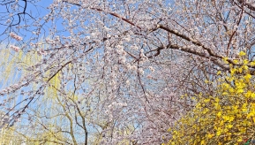 ����İ���